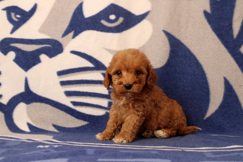 puppy, for, sale, Mini Goldendoodle F2B, Matthew B. Stoltzfus, dog, breeder, Gap, PA, dog-breeder, puppy-for-sale, forsale, nearby, find, puppyfind, locator, puppylocator, aca